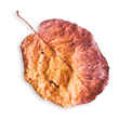 http://thisday-photography.eu/wp-content/uploads/2020/11/small_leaf_02.png